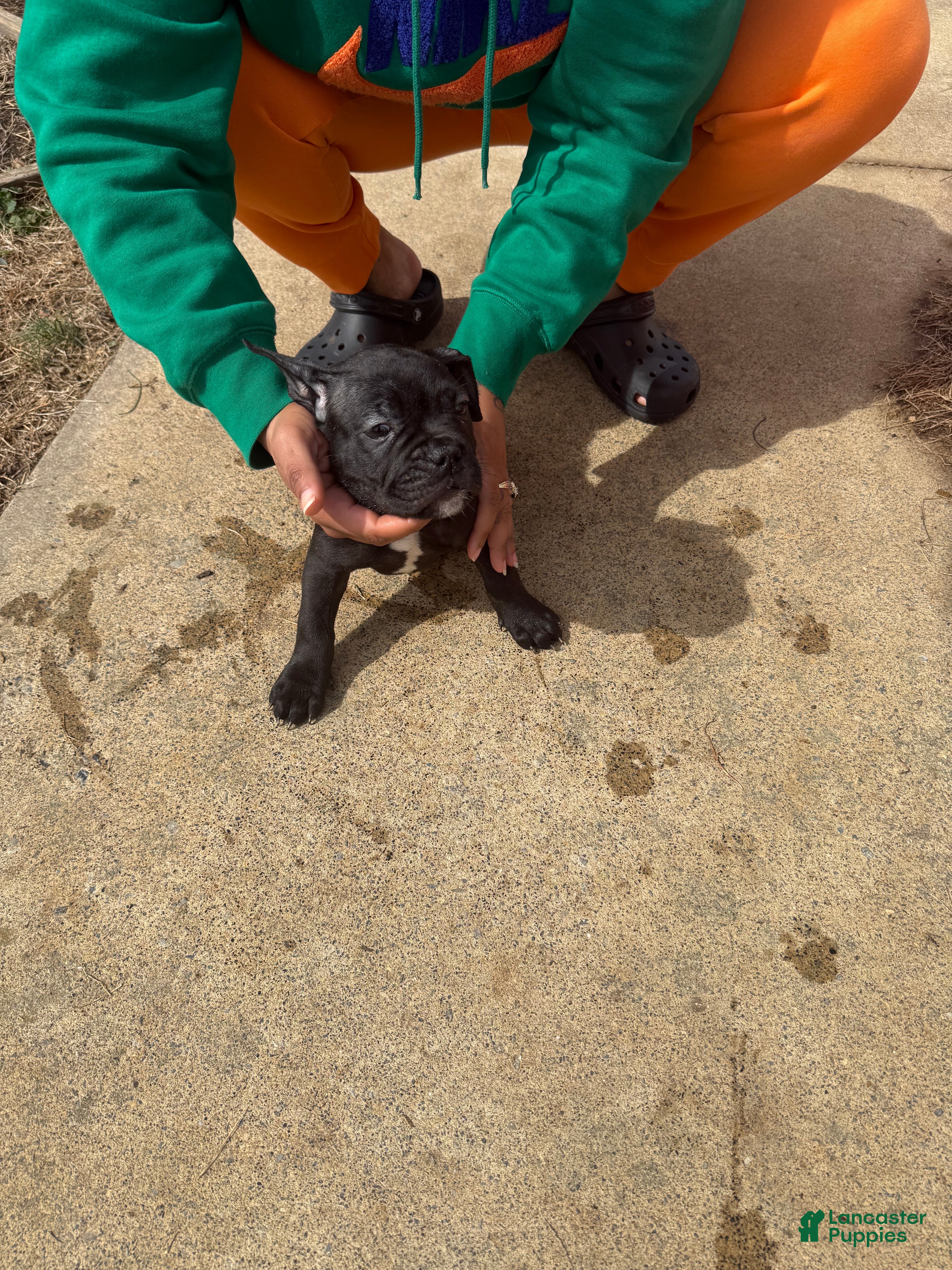 Mixed Breed dogs Mixed Breed Puppy 5 - Ad 28