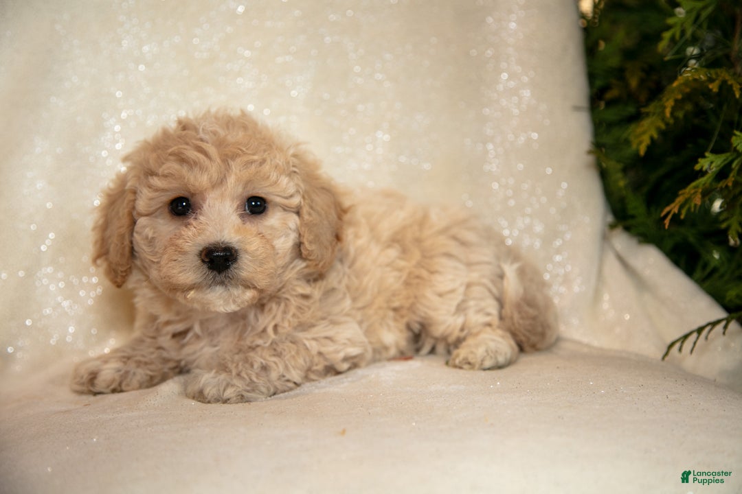 Bichpoo dogs for sale: Rosie - Ad 2