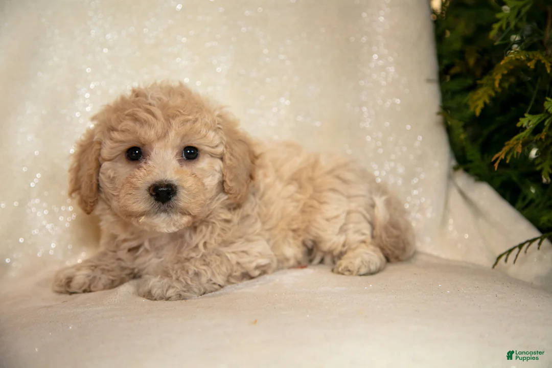 Bichpoo dogs for sale: Rosie - Ad 2