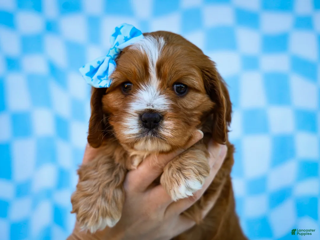Cavapoo dogs for sale: Edgar Cavapoo Pup - Ad 2