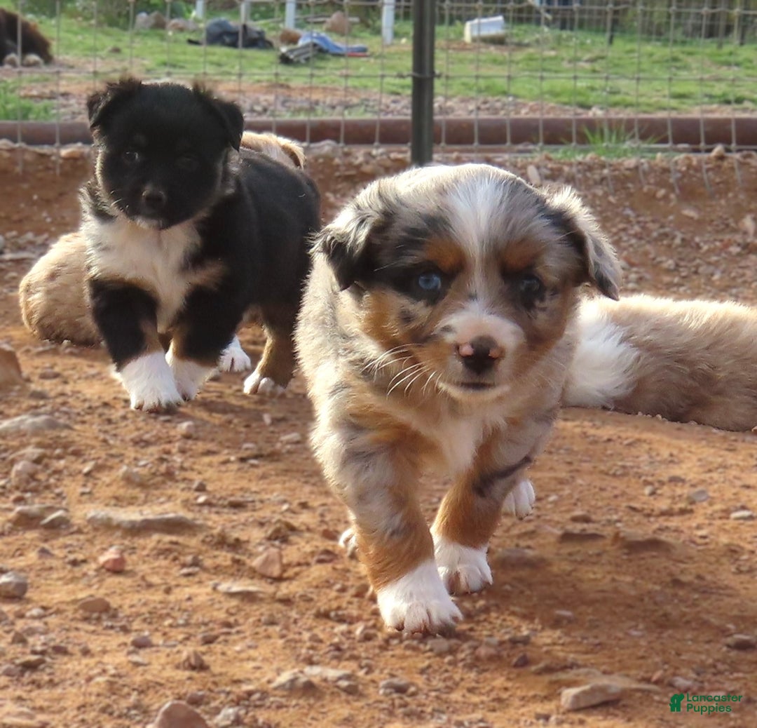 Miniature Australian Shepherd dogs for sale: 1 - Second blue merle girl with 1.5 blue eyes - Ad 6