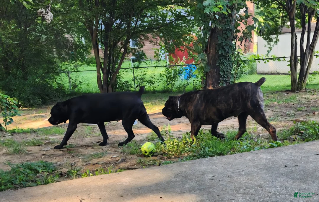 Cane Corso dogs for sale: Cane Corso female - Ad 2
