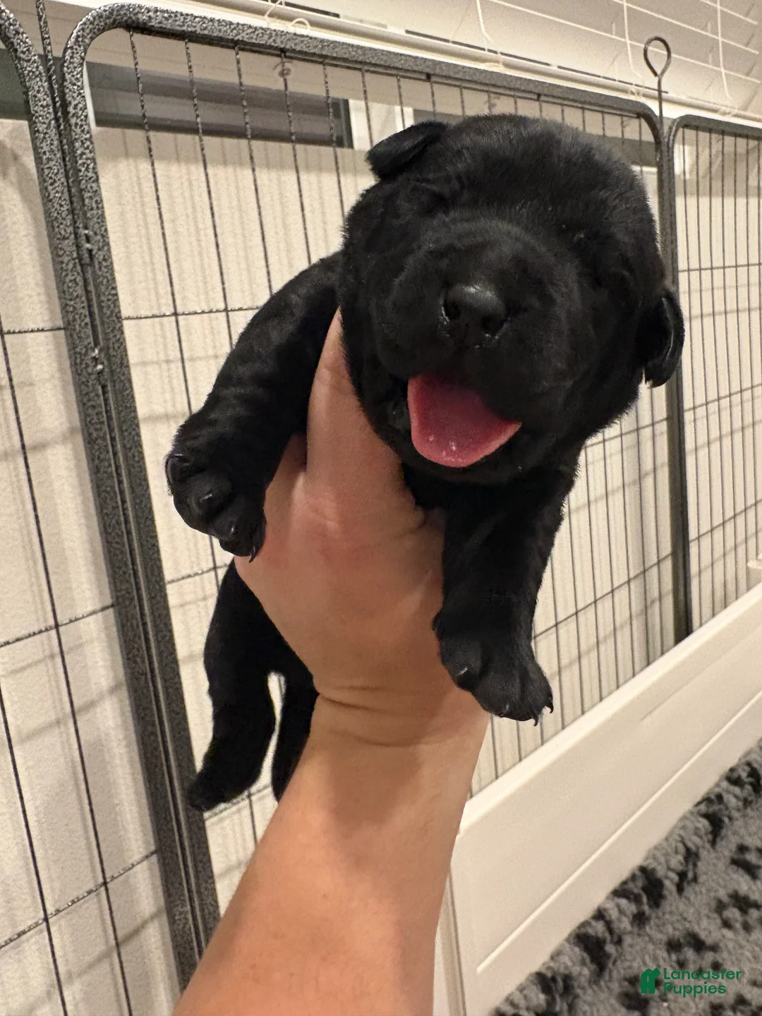 Labrador Retriever dogs for sale: Pink collar girl - Ad 2