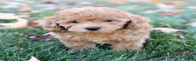 Charlie