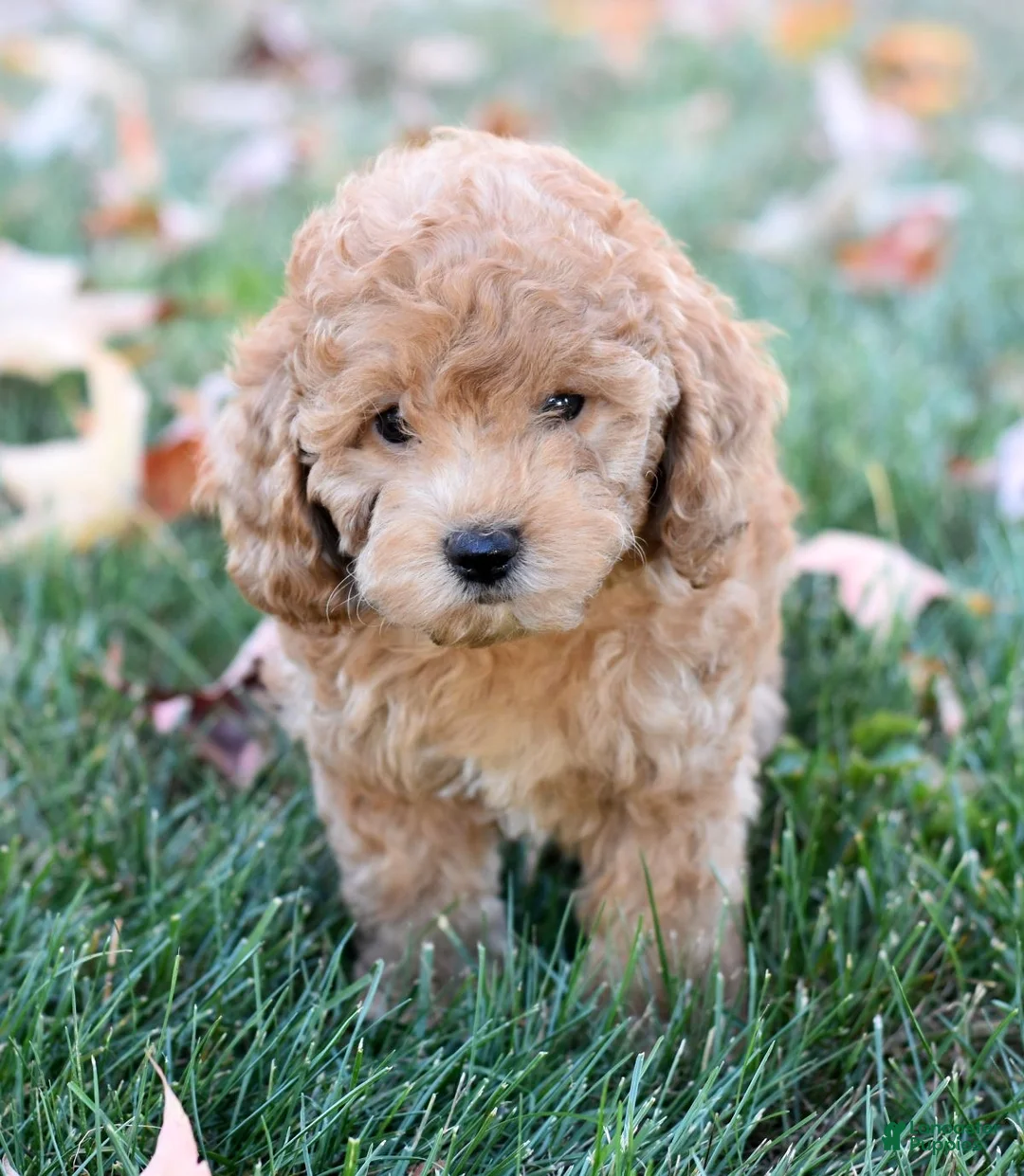 Bichpoo dogs for sale: Charlie - Ad 1