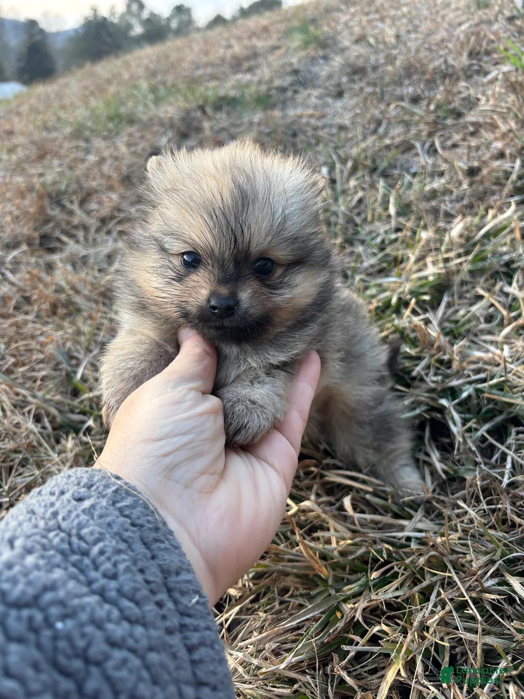Pomeranian dogs for sale: Orange sable boy 1 - Ad 3