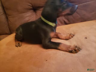 Doberman Pinscher dogs Elik - Ad 34