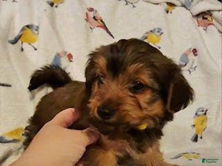 Yorkshire Terrier dogs Dotty - Ad 32