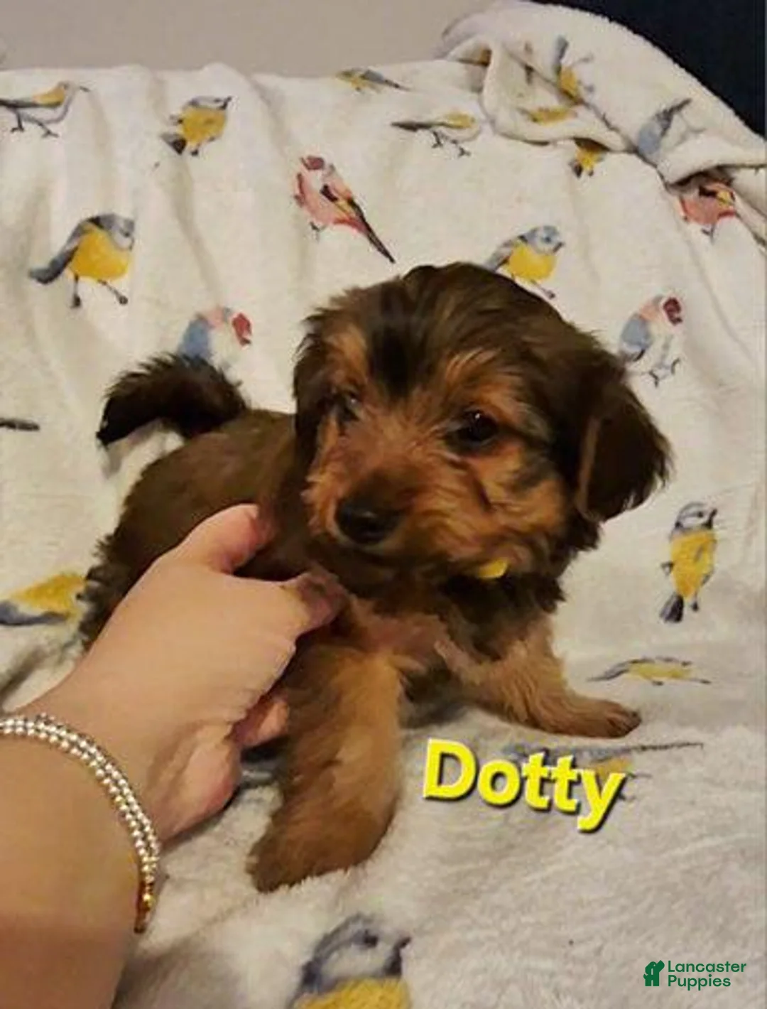 Yorkshire Terrier dogs for sale: Dotty - Ad 1