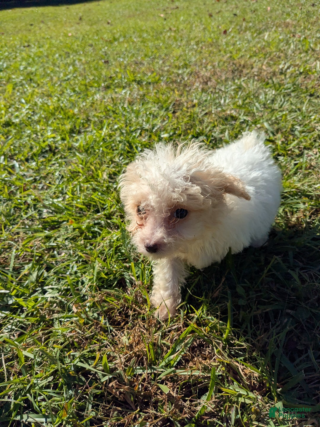 Toy Poodle dogs for sale: Toy Poodle Puppy 3 - Ad 4