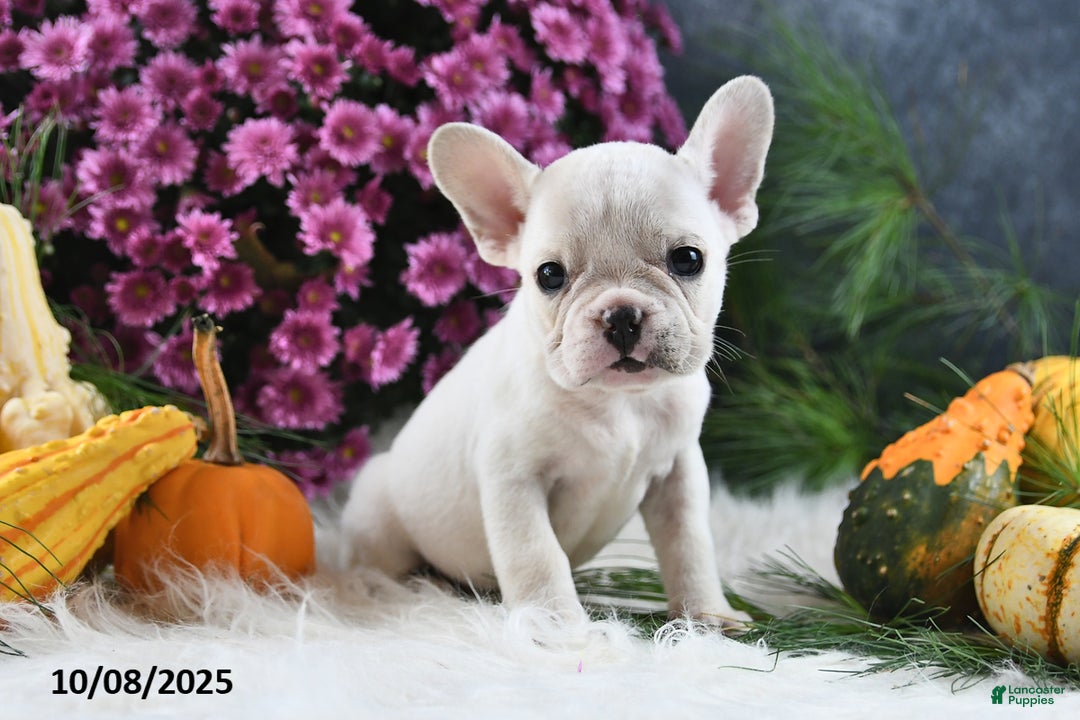 French Bulldog dogs for sale: Wrenlee - Ad 15