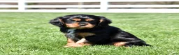 Cavalier King Charles Spaniel dogs for sale: Coach  - Ad 6