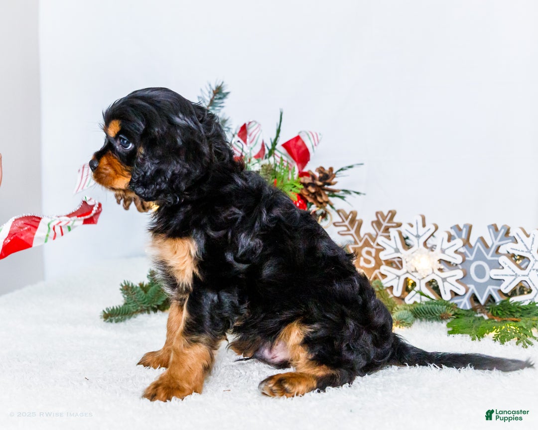 Cavalier King Charles Spaniel dogs for sale: Kringle - Ad 10