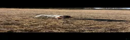 German Shorthaired Pointer dogs for sale: German Shorthaired Pointer 4 - Ad 5