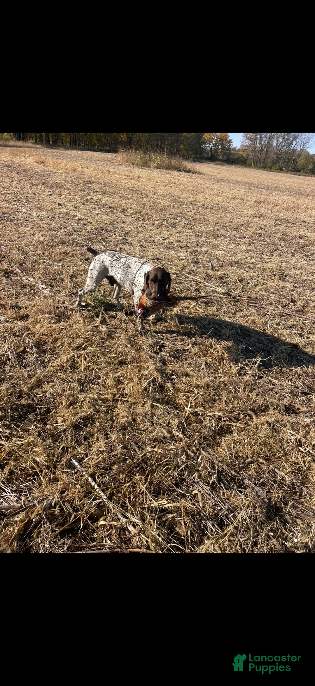 German Shorthaired Pointer dogs for sale: German Shorthaired Pointer 4 - Ad 5
