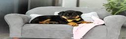 Rottweiler dogs for sale: Storm - Ad 14