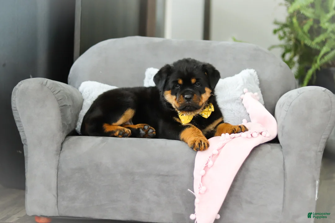Rottweiler dogs for sale: Storm - Ad 14