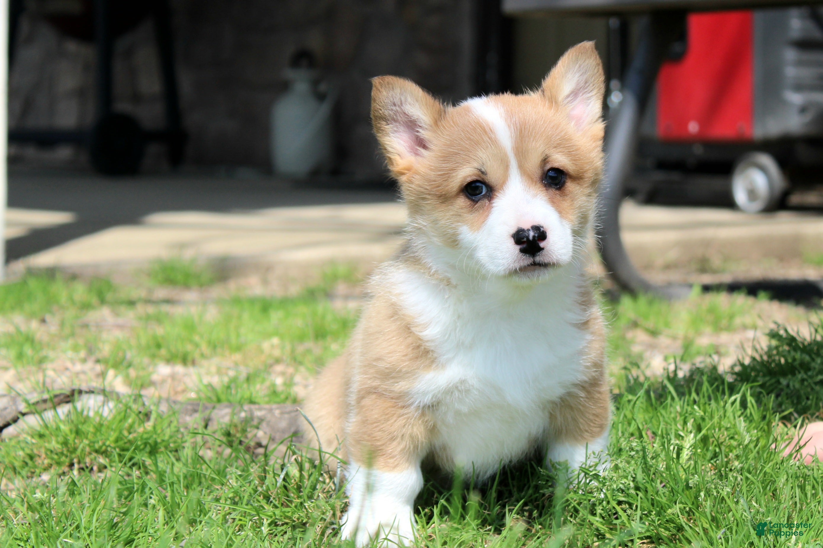 Welsh Corgi Pembroke dogs Rory - Ad 1