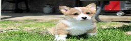 Welsh Corgi Pembroke dogs for sale: Olive(triple clear) AKC - Ad 17