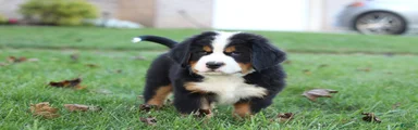 Bandit
