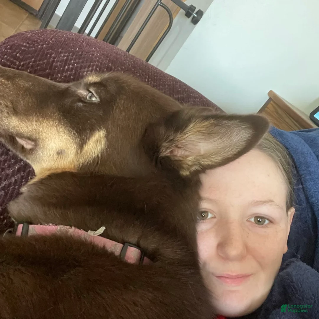 Gallery Image {{count}}