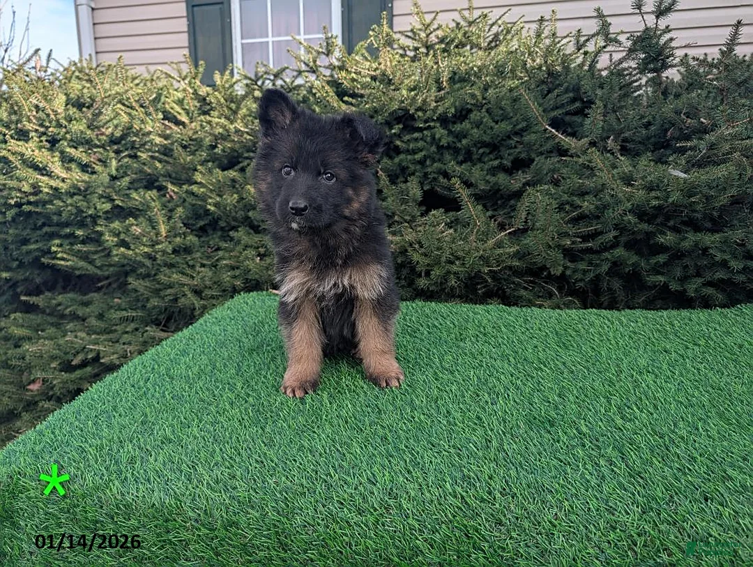 German Shepherd dogs for sale: Maverick - Ad 2