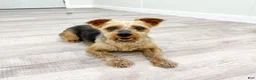 Yorkshire Terrier dogs for sale: Louie - Ad 6