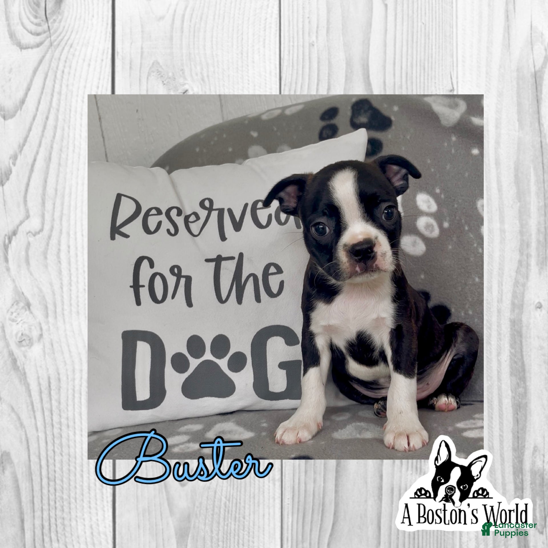 Boston Terrier dogs Buster - Ad 30