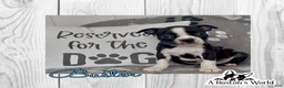 Boston Terrier dogs for sale: Buster - Ad 1
