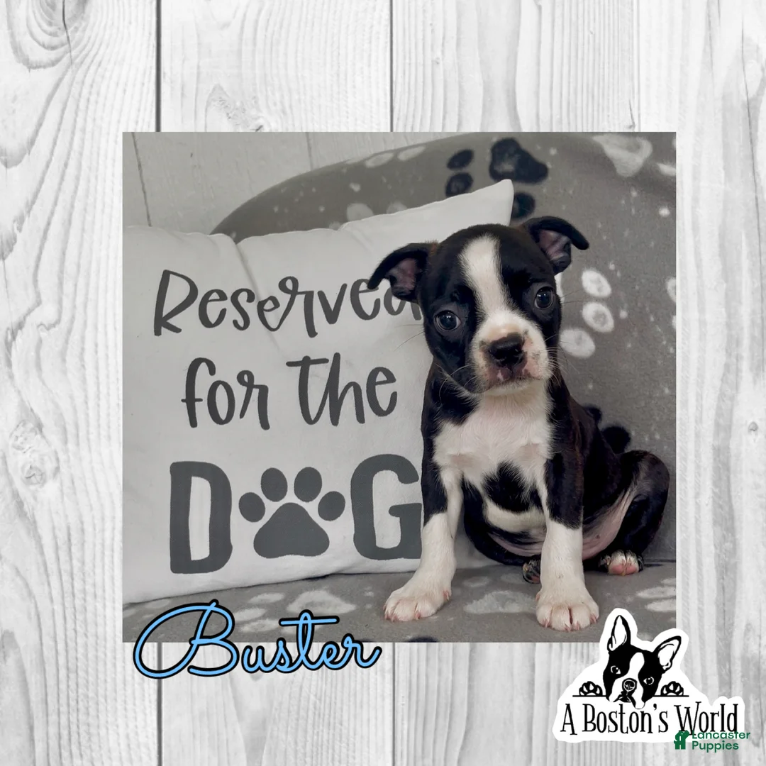Boston Terrier dogs for sale: Buster - Ad 1