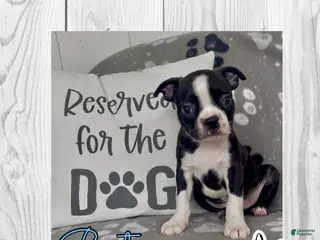 Boston Terrier dogs Buster - Ad 30