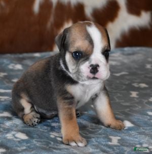 English Bulldog dogs LANCE - Ad 6