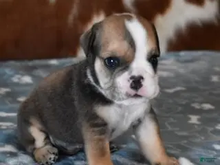 English Bulldog dogs LANCE - Ad 6