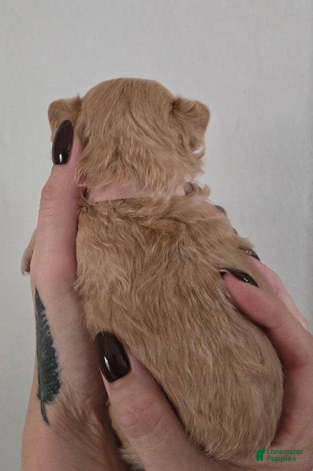 Maltipoo dogs for sale: Alexa - Ad 2