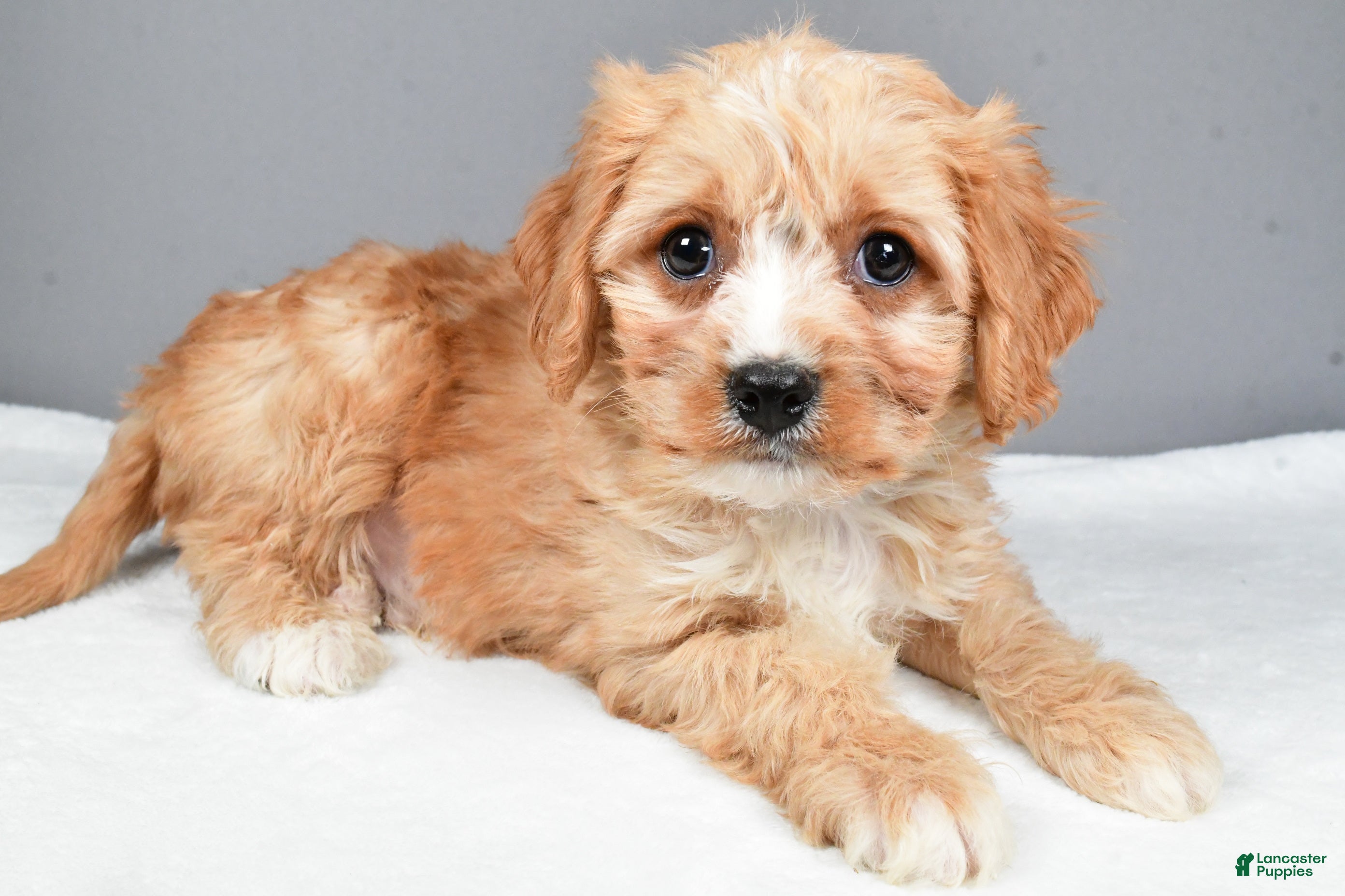 Cavachon dogs Rocky - Ad 12