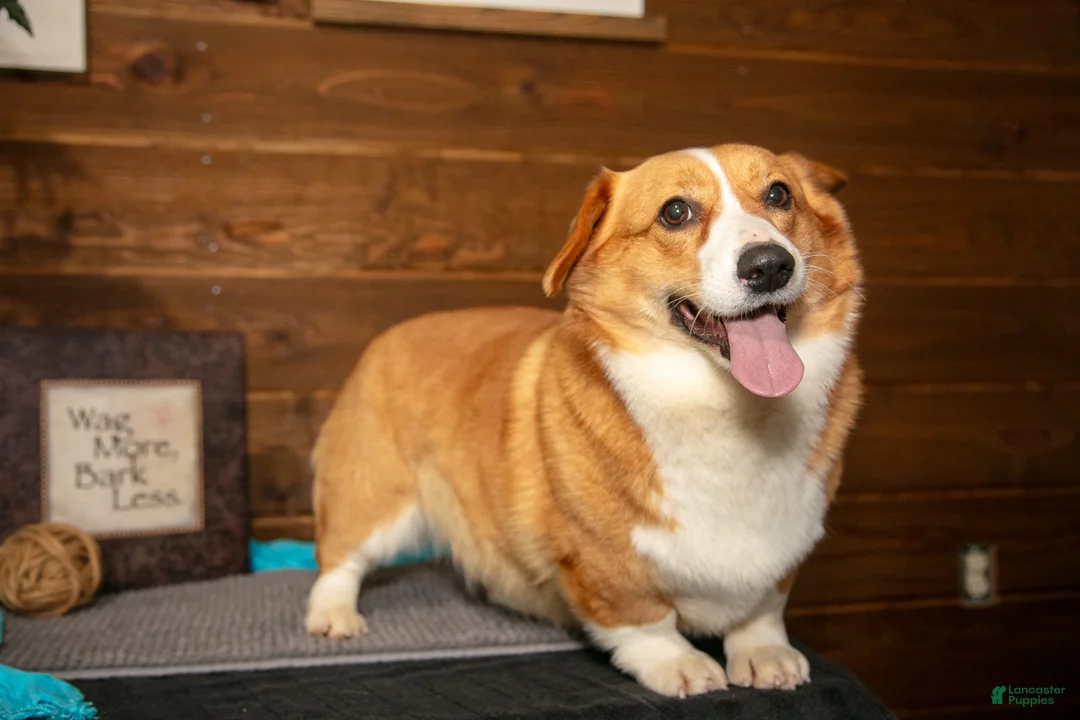 Welsh Corgi Pembroke dogs for sale: Elsa - Ad 2