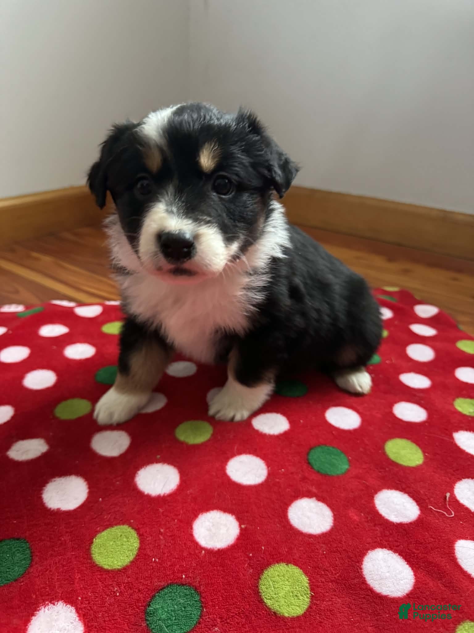 Australian Shepherd dogs Crystal - Ad 5