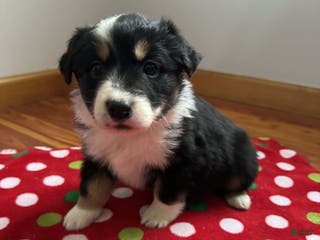 Australian Shepherd dogs Crystal - Ad 16