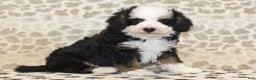 Mini Bernedoodle dogs for sale: Nate - Ad 4