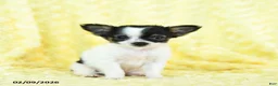 Chihuahua dogs for sale: Tiny Tim - Ad 3