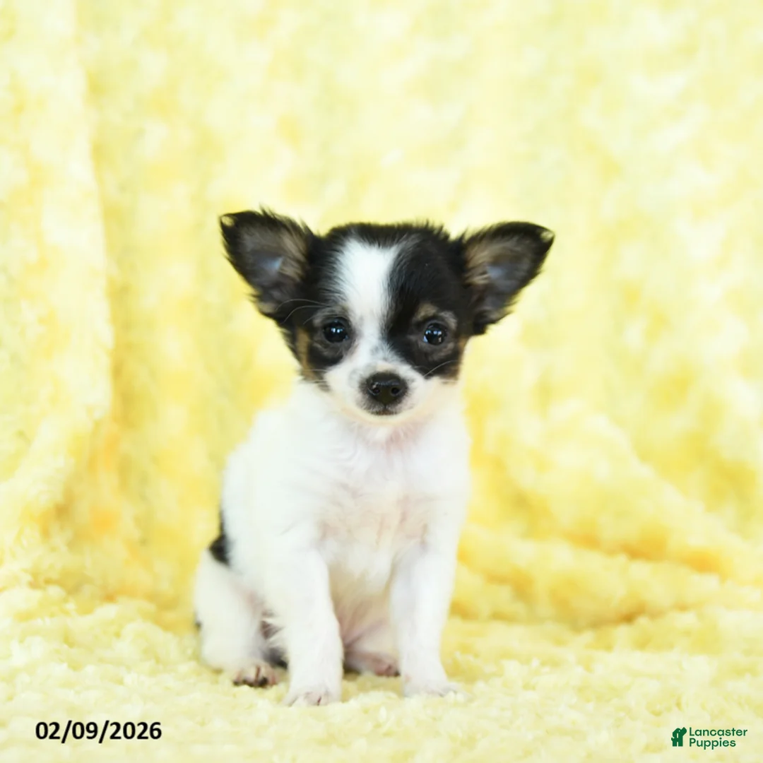 Chihuahua dogs for sale: Tiny Tim - Ad 3