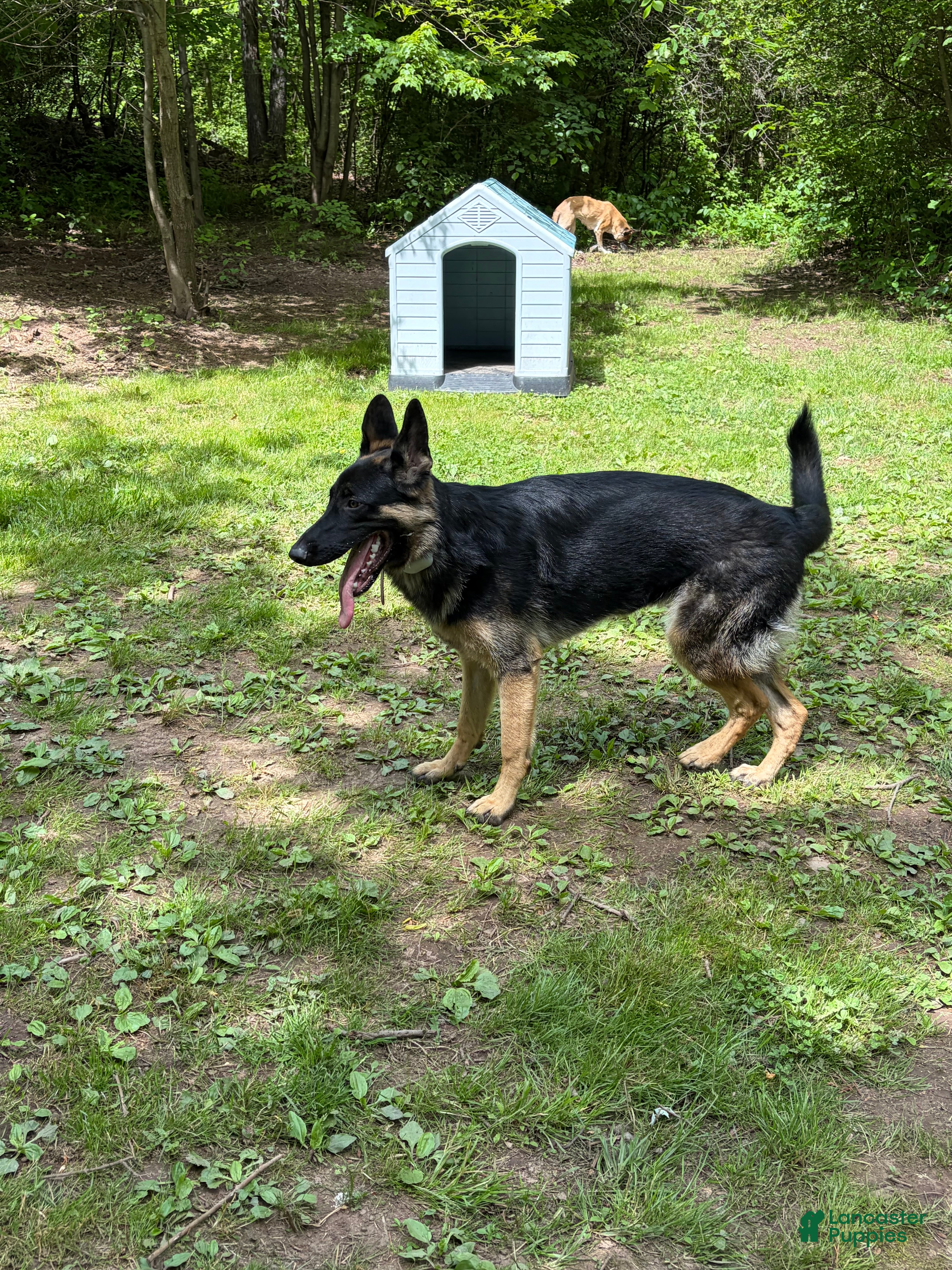 German Shepherd dogs Kayda - Ad 1