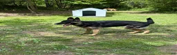 German Shepherd dogs for sale: Kayda - Ad 1