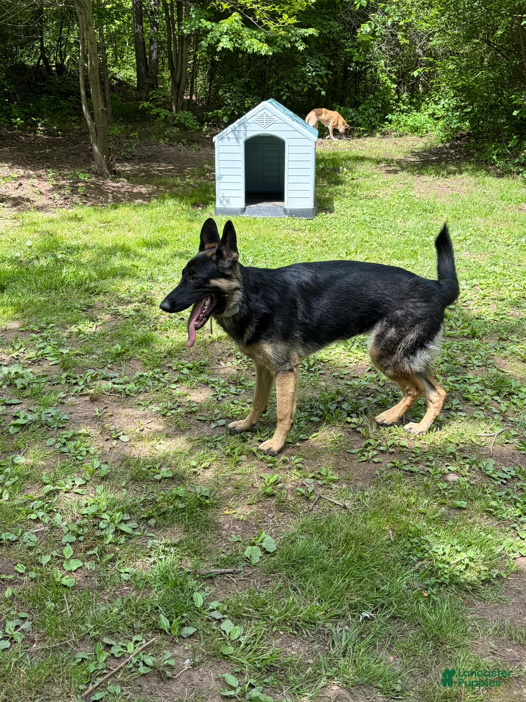 German Shepherd dogs for sale: Kayda - Ad 1