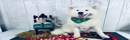 Samoyed dogs for sale: Bonnie - Ad 2
