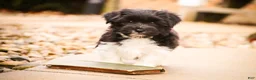 Havanese dogs for sale: Oreo - Ad 10