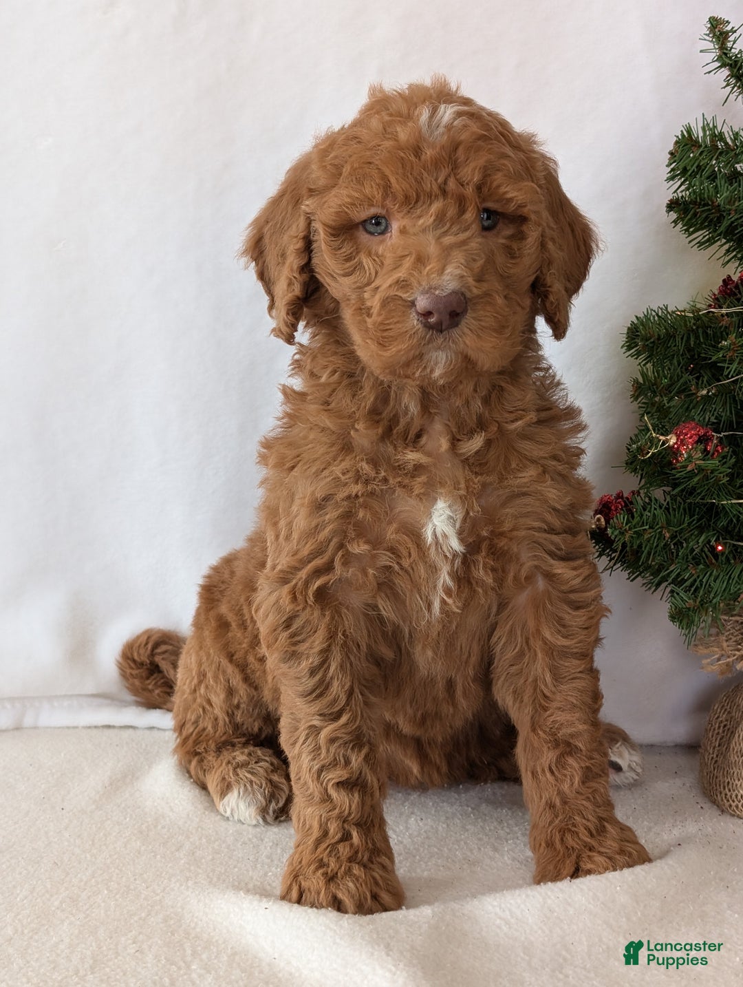 Goldendoodle dogs for sale: Miss Gracie  - Ad 9