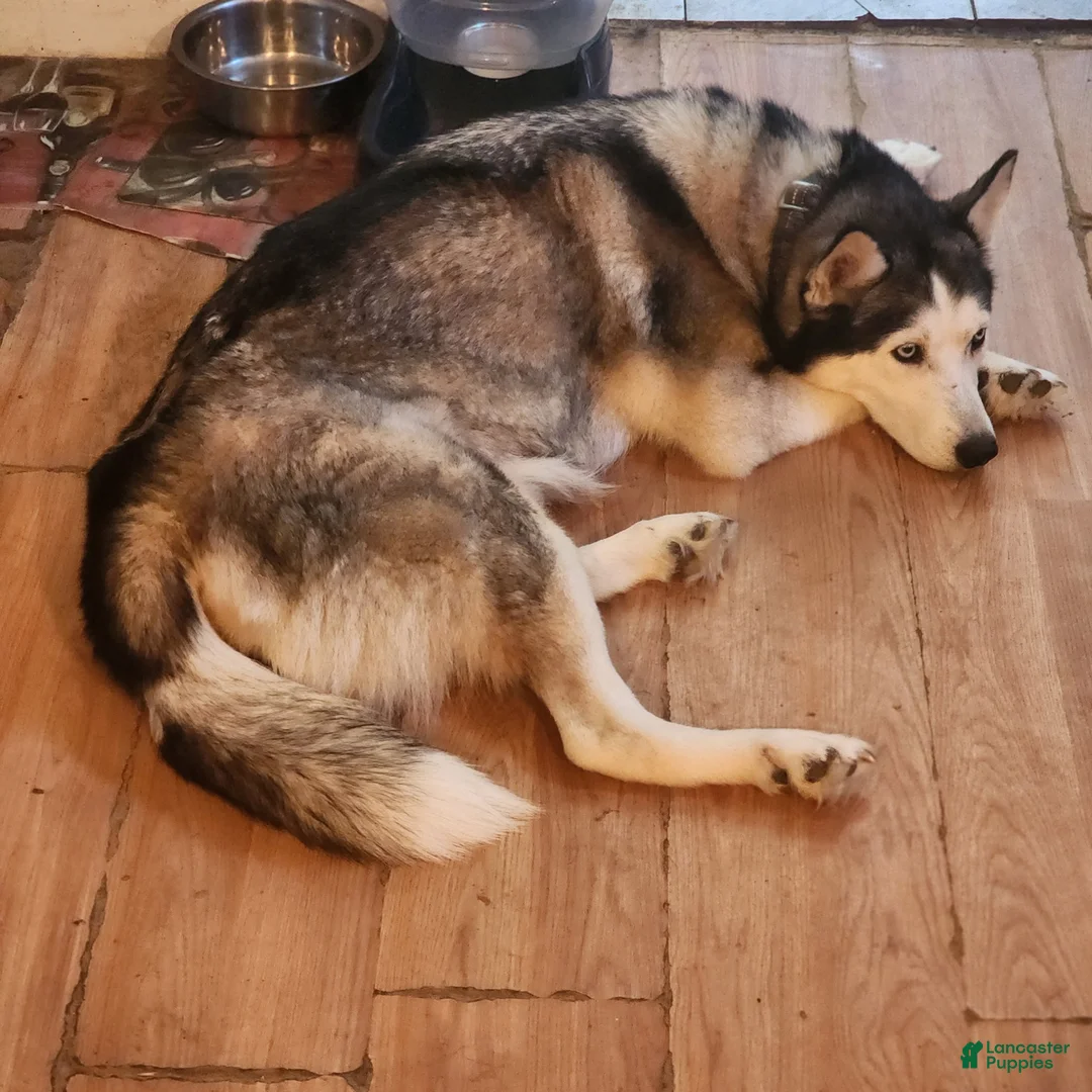 Siberian Husky dogs for sale: Siberian Husky 3 - Ad 2
