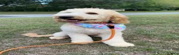 Goldendoodle dogs for sale: Goldendoodle Puppy 5 - Ad 2