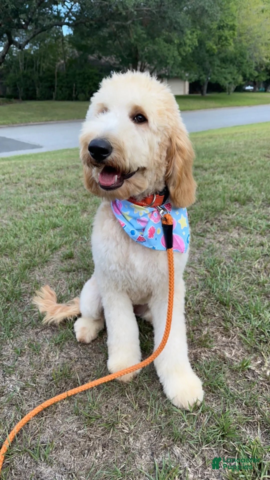 Goldendoodle dogs for sale: Goldendoodle Puppy 5 - Ad 2